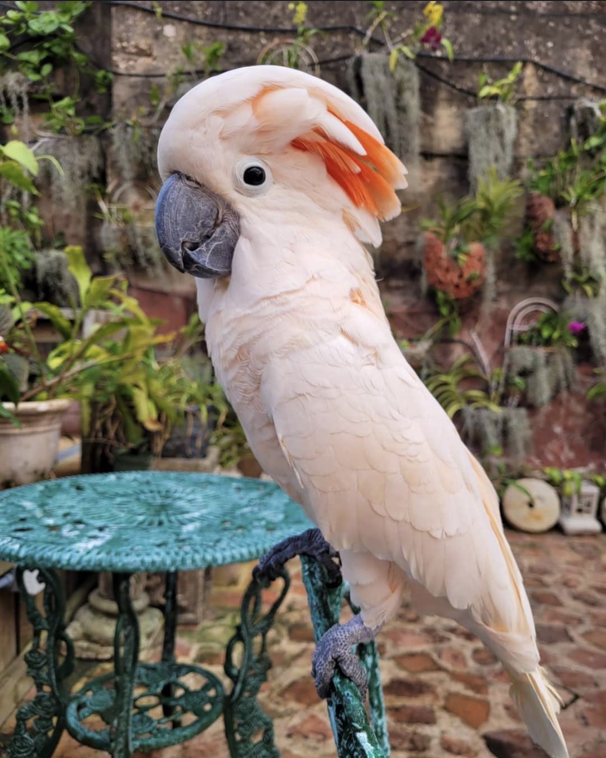 Campeche, a Moluccan cockatoo, perched in an Old San Juan courtyard